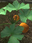 Pumpkin Vine